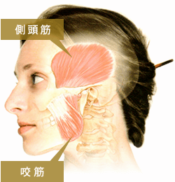 側頭筋・咬筋